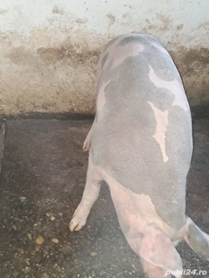 Vând porc pietrean  - imagine 3