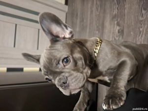 Bulldog francez blue  - imagine 2