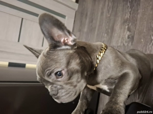 Bulldog francez blue  - imagine 3