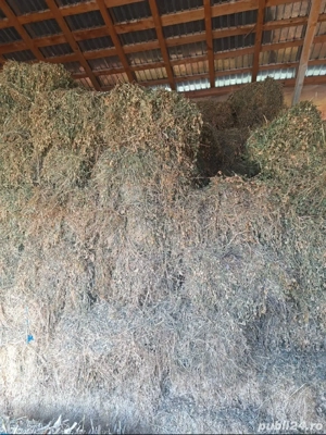 Vand baloti Lucernă 