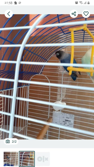 Papagal amorez - imagine 2