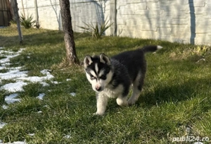 Pui husky siberian - imagine 3