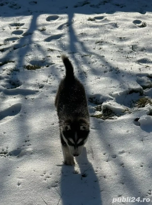 Pui husky siberian - imagine 2
