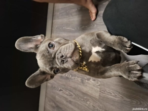 Bulldog francez blue  - imagine 4