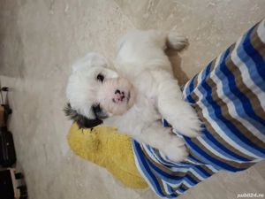 Bichon Havanez în vârstă de 8 saptamani