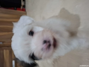 Bichon Havanez în vârstă de 8 saptamani - imagine 2