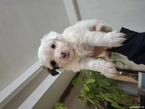 Bichon Havanez în vârstă de 8 saptamani - imagine 3