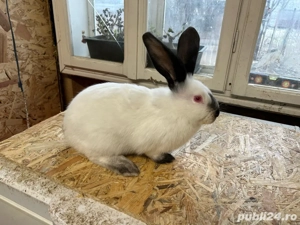 Urias de Transilvania - imagine 4