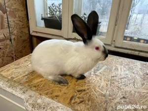 Urias de Transilvania - imagine 2