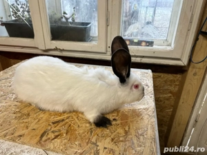 Urias de Transilvania