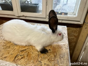 Urias de Transilvania - imagine 3