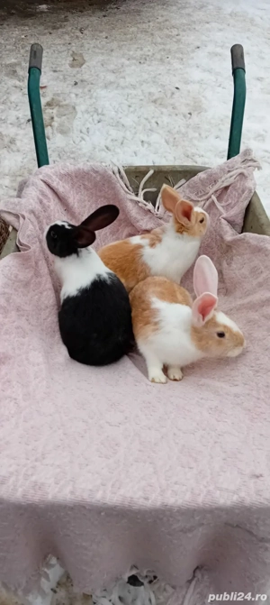 Vând  iepurașii hycol francez vârsta 2luni jumate  - imagine 2