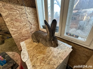 Urias german  - imagine 5