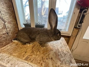 Urias german  - imagine 4