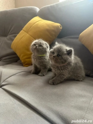 Scotish Fold 7 pui  - imagine 2