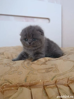 Scotish Fold 7 pui  - imagine 3