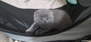 Scotish Fold 7 pui  - imagine 4