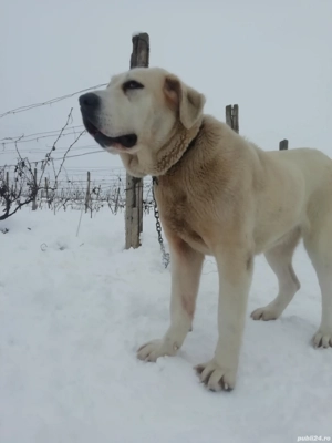 Vând cățea Asia centrală de 2 ani  - imagine 2