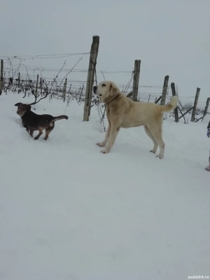 Vând cățea Asia centrală de 2 ani 