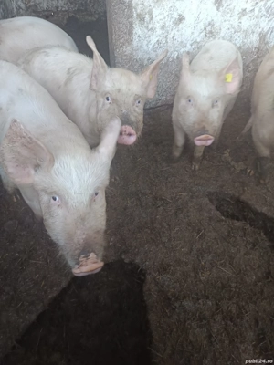 Vând purcei 35 45 kg 