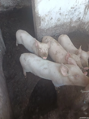 Vând purcei 35 45 kg  - imagine 2