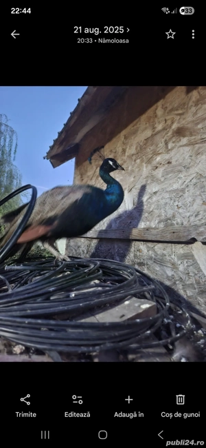 Vând păun standart - imagine 2