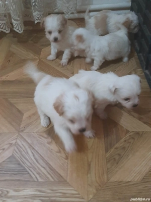 Puiuți de bichon de vânzare - imagine 5