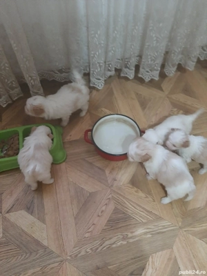 Puiuți de bichon de vânzare - imagine 4