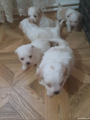 Puiuți de bichon de vânzare - imagine 3