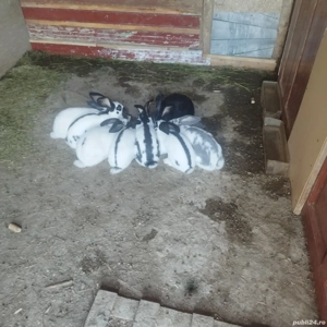 iepuri fluture femele 11 luni - imagine 4