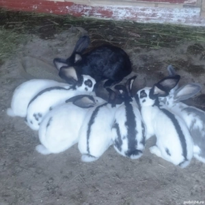 iepuri fluture femele 11 luni - imagine 3