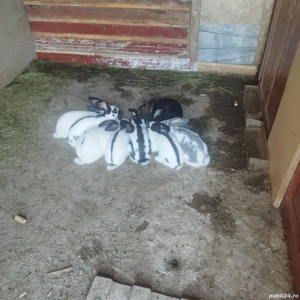 iepuri fluture femele 11 luni - imagine 5