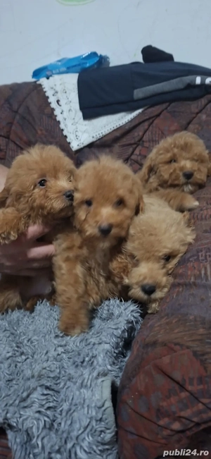 Pudel(caniche) - imagine 2