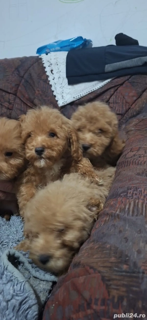 Pudel(caniche) - imagine 3