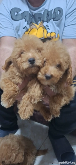 Pudel(caniche) - imagine 4