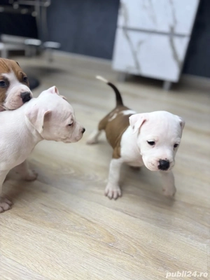 Amstaff pui rasa pura  - imagine 5