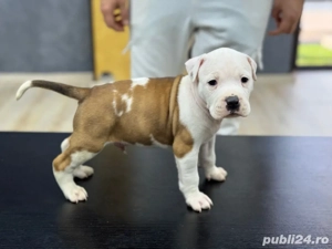 Amstaff pui rasa pura  - imagine 2