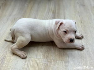 Amstaff pui rasa pura  - imagine 3