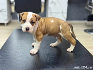 Amstaff pui rasa pura  - imagine 4