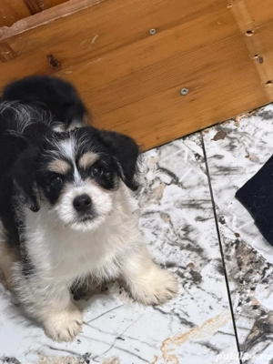 bihon havanez baietei - imagine 2