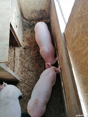 Purcei de vânzare  - imagine 2