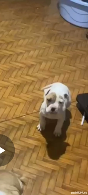foarte jucuși foarte iubitor e un amstaff cuminte are 2 lui   2 băieți 