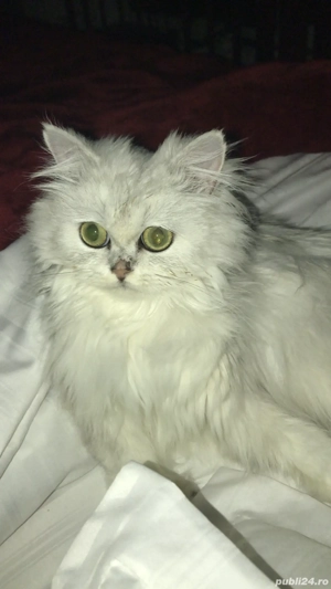 Pisica British longhair 