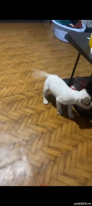 foarte jucuși foarte iubitor e un amstaff cuminte are 2 lui   2 băieți  - imagine 5