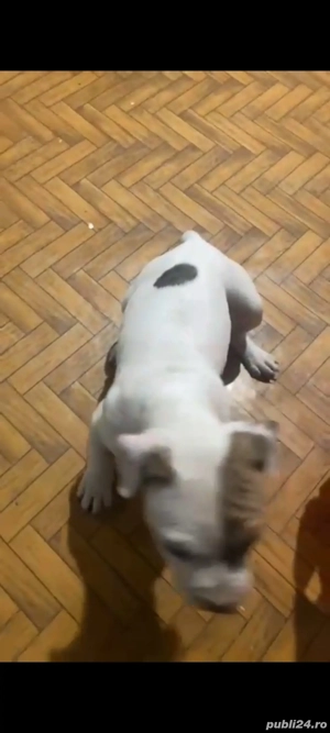 foarte jucuși foarte iubitor e un amstaff cuminte are 2 lui   2 băieți  - imagine 4