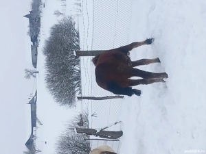 Vând mânz sau schimb  - imagine 3