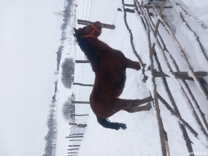 Vând mânz sau schimb  - imagine 2