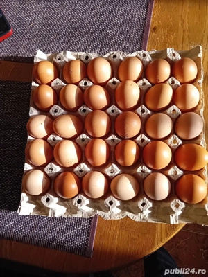 vand oua de casa - imagine 2