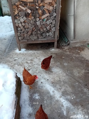 vand oua de casa - imagine 3