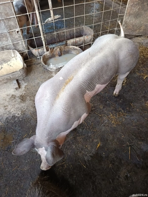 Scrofița reproductie